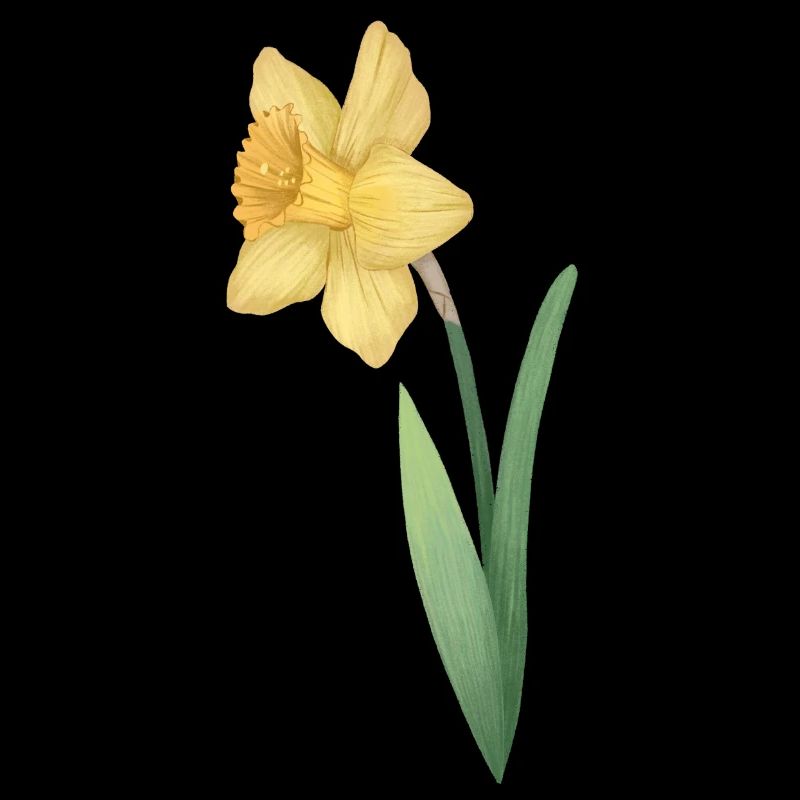 Daffodils (Narcissus) Daffodil