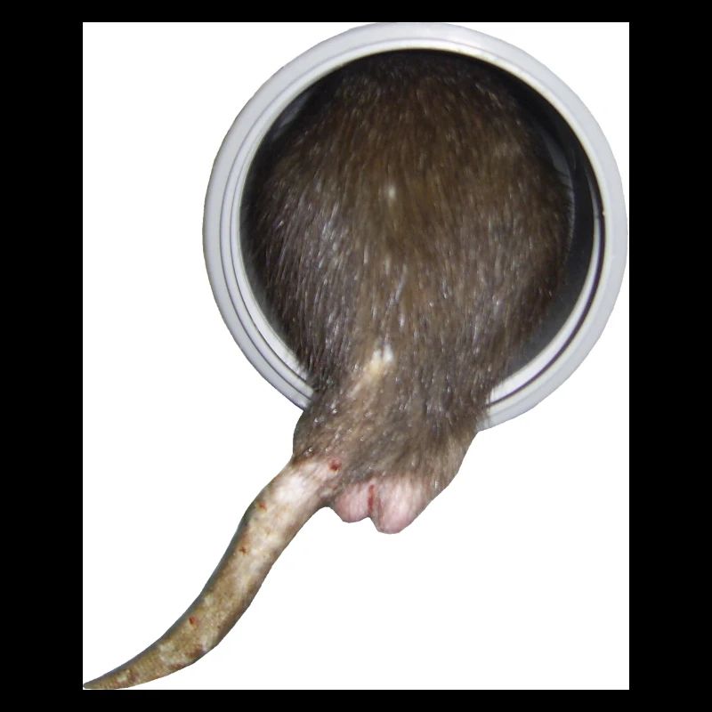 Ratte im Rohr hinter