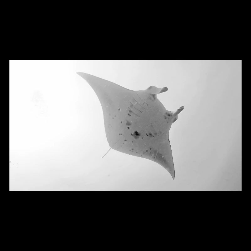 Manta