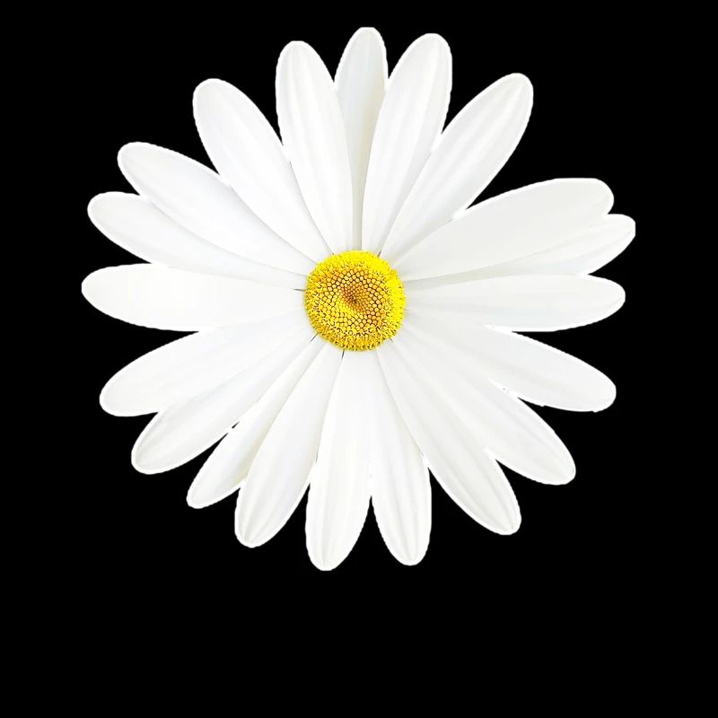 Gänseblümchen Weißes Blümchen Natur Geschenk