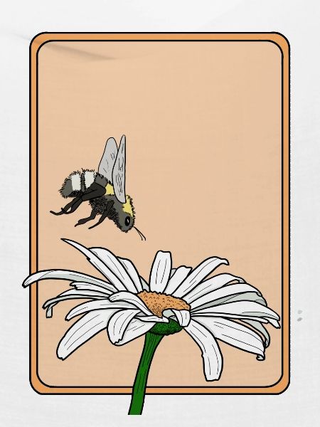 Gänseblümchen und Hummel