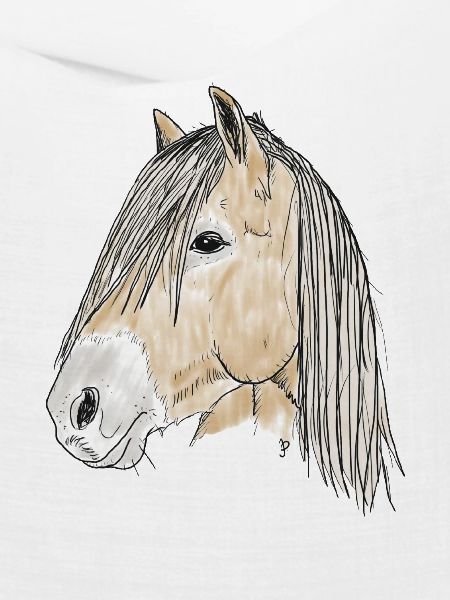 haflinger