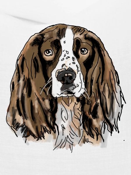 Spaniel
