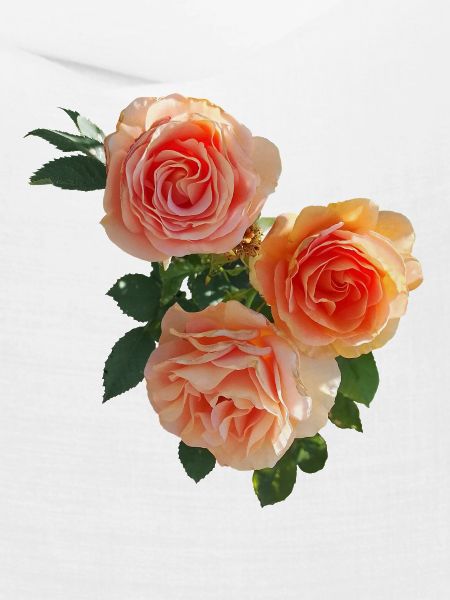 Pfirsichrosen Bouquet