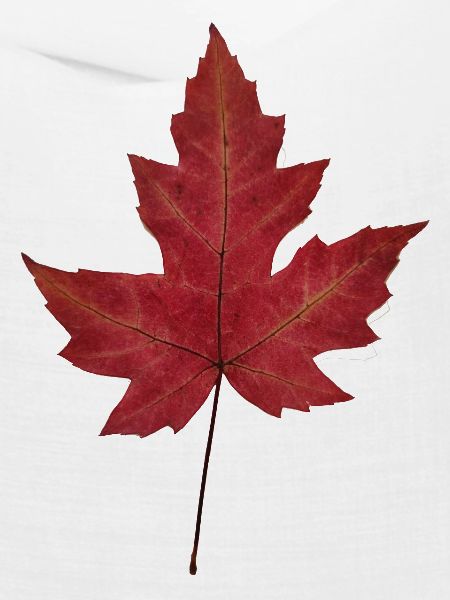 Herbstblatt