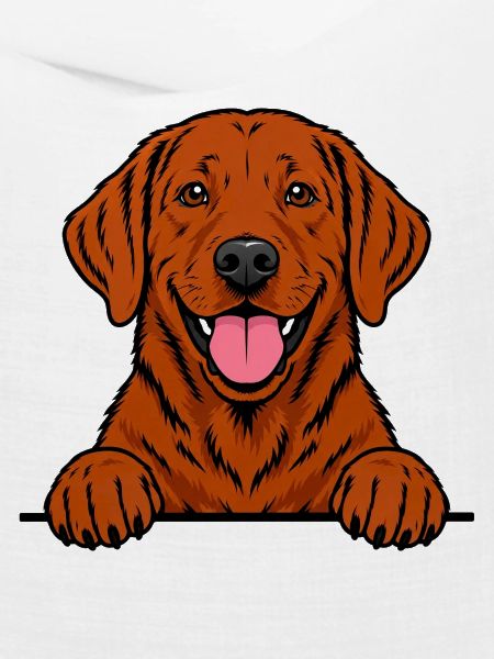 Foxred Labrador
