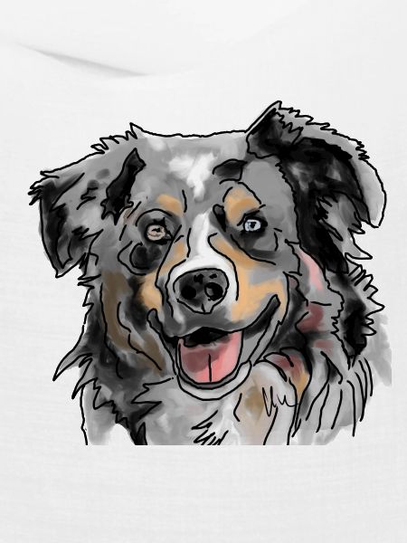 Australian Shepherd