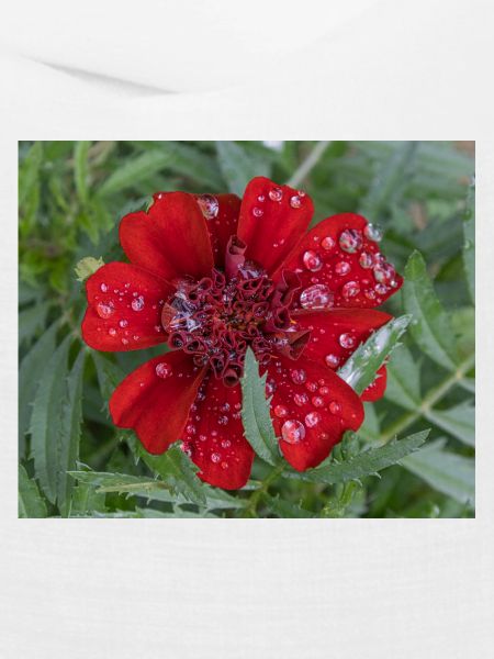 Rote Kleinblattblüte, bedeckt mit Wassertropfen,