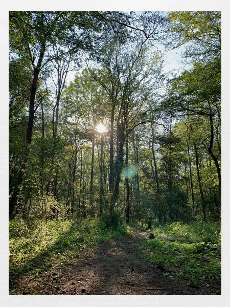 Waldweg
