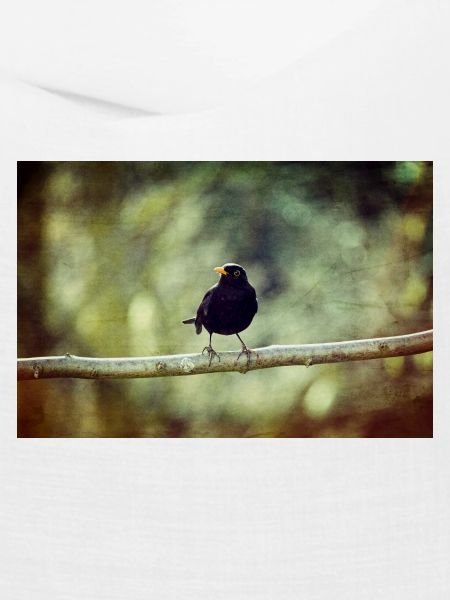 Die Amsel