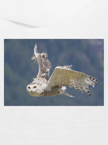 Schneeeule