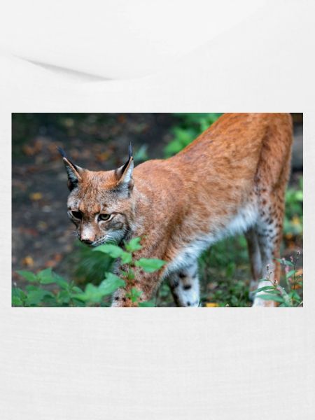 Eurasischer Luchs oder Nördlicher Luchs