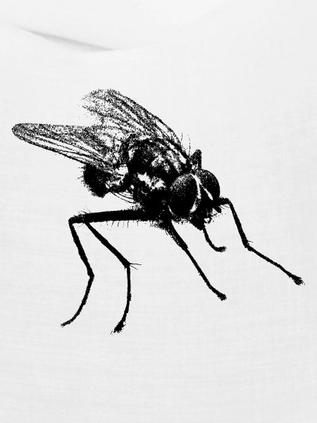 Fliege