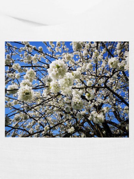 Blühender Kirschbaum im Frühling