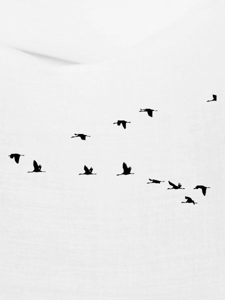Zugvögel Schwäne