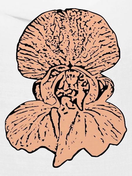Orchidee rosa