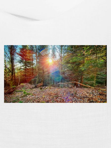 Sonnenlicht im Herbstwald