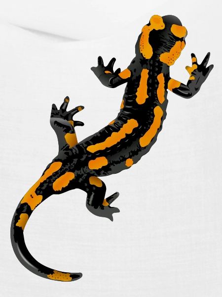 Salamander - Feuersalamander