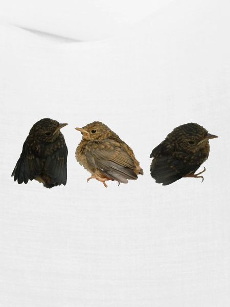 Rotkehlchen Ästlinge