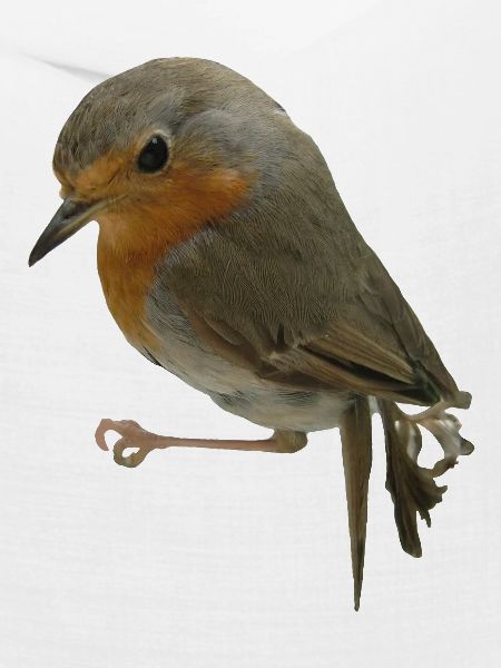 Rotkehlchen