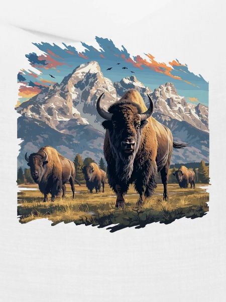 Bisons Bison