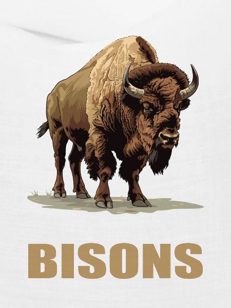 Bisons Bison