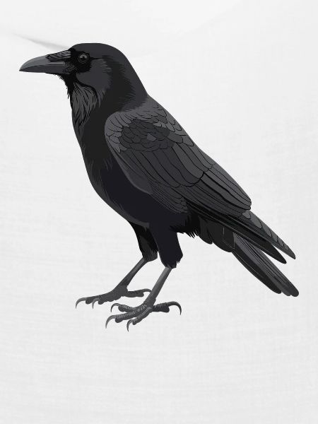 Krähen Krähe
