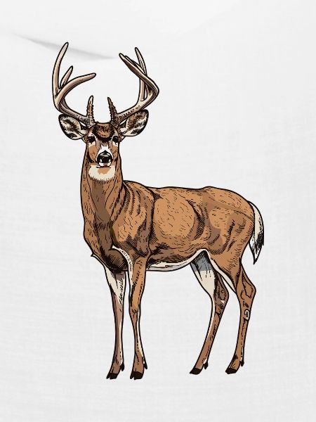 Hirsche Hirsch