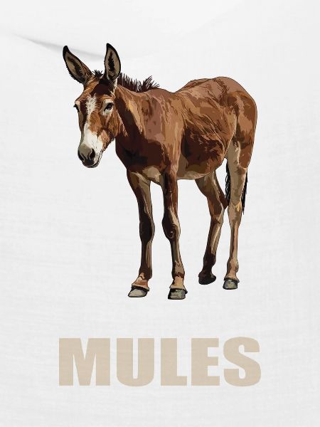 Maultiere Maultier