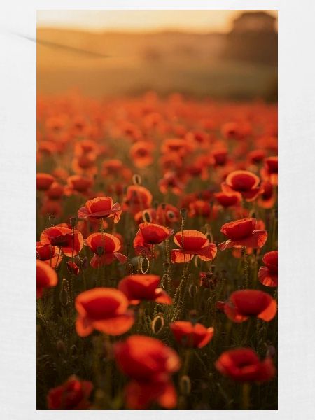 Rote Mohnblumen in der Abendsonne