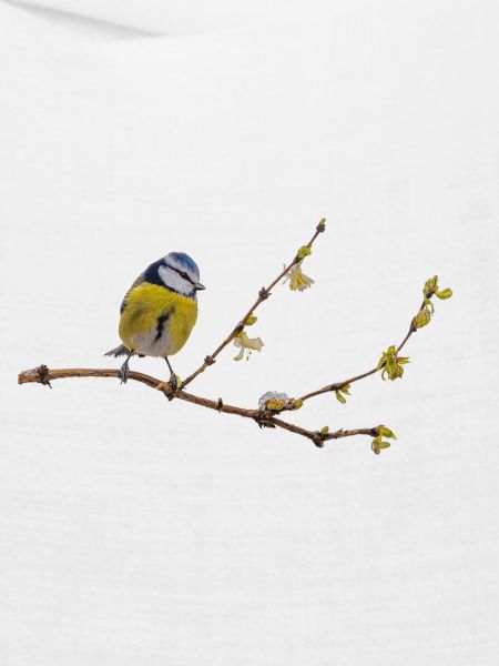 Blaumeise
