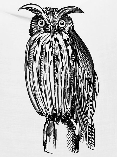 Eule – Illustration