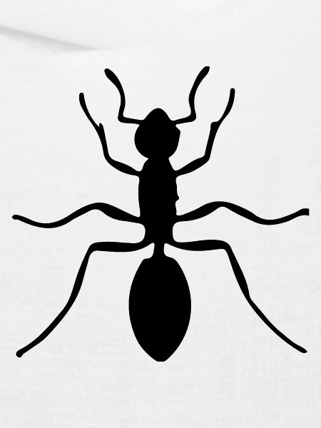ant
