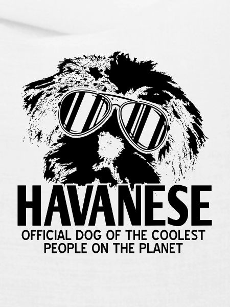 Havanese