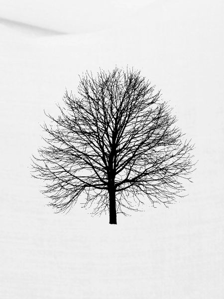 Baum Linde Winter