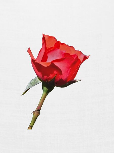 Eine einzelne Rose