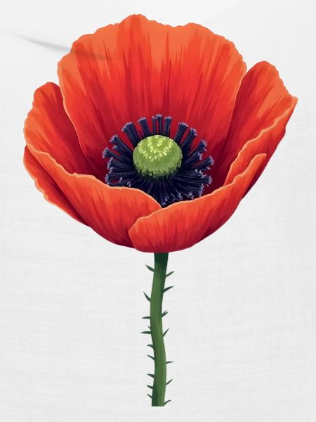 Mohnblume