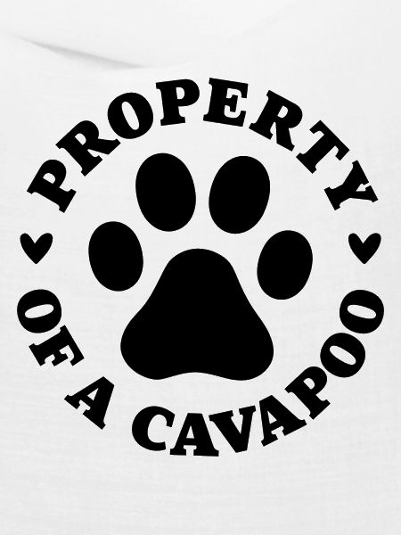 Eigentum eines Cavapoo