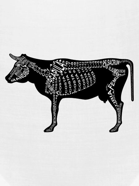 Rind-Skelett