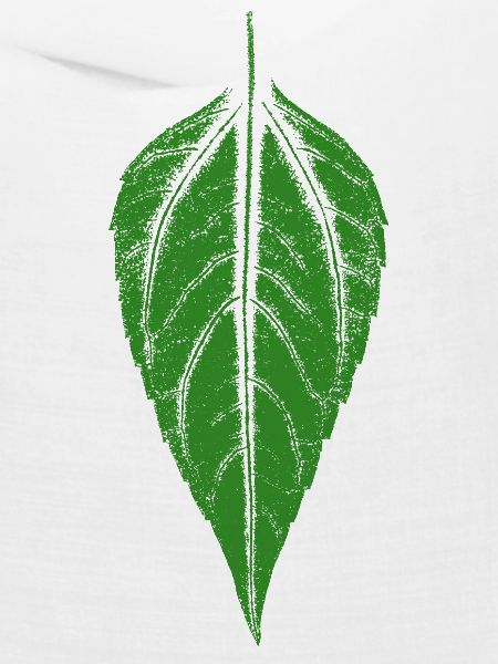 Blatt Topinambur