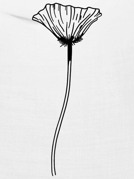Mohn Blume