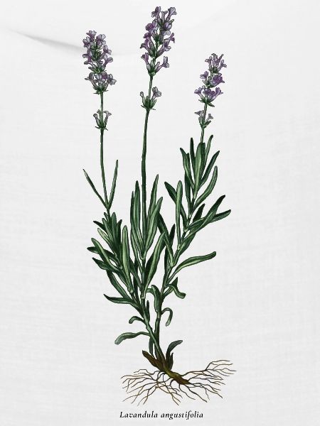 Lavendel