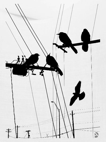 AD Birds
