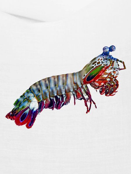 Mantis-Shrimp