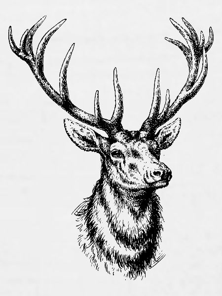 Wildtiere