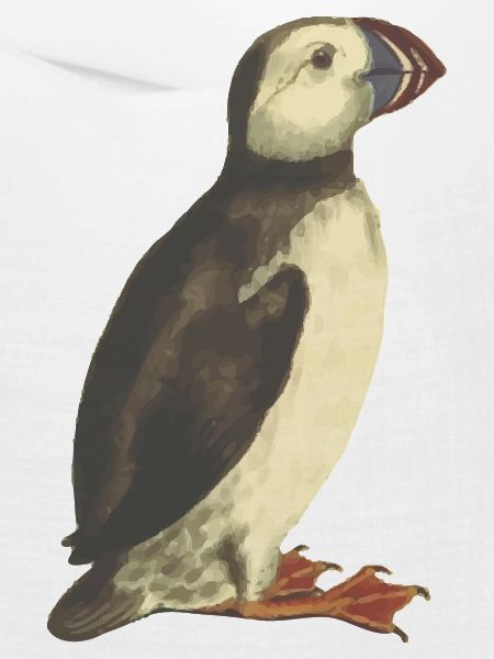 Papageientaucher