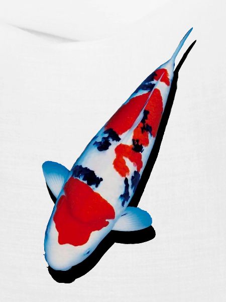 KOI-Karpfen