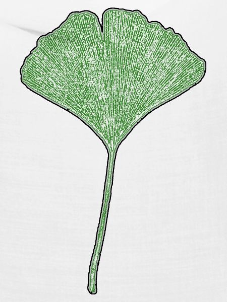 Gingkoblatt