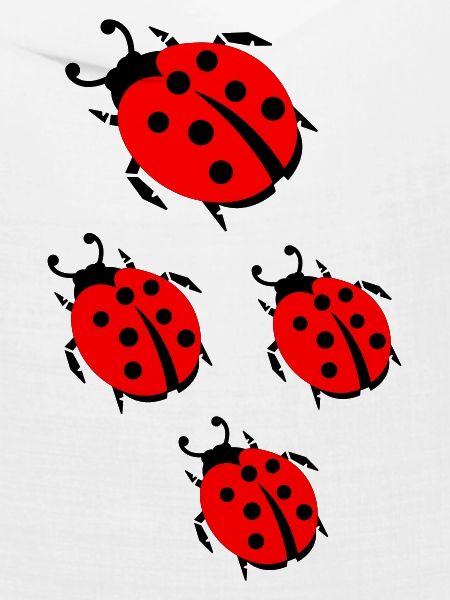 ladybug marienkaefer