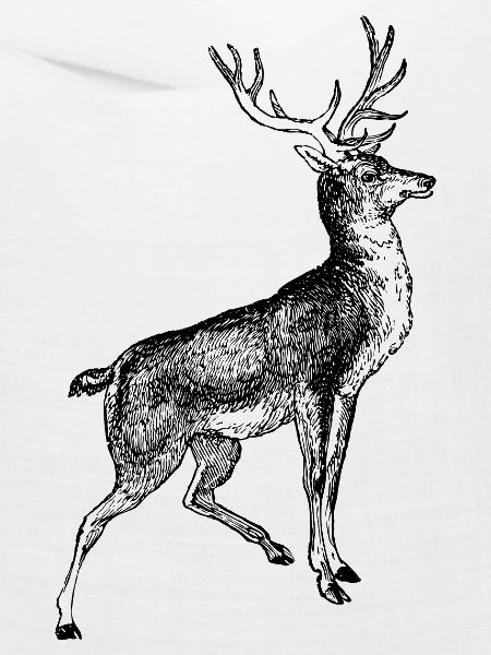 Wildtiere